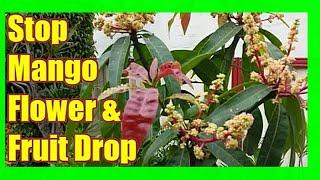 Prevent Mango Flower and Fruit Drop Mango Tree Care