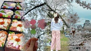 Hanami Bento  Cherry Blossom Viewing @ Himeji Castle Park Picnic Under Sakura TreeJapanese Sweets