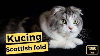 Kucing Scottish fold  kucing merajuk komunitas kucing pecinta kucing kucing lapar  gatti