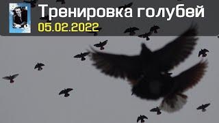 Тренировка голубей 05.02.2022 Полная версия