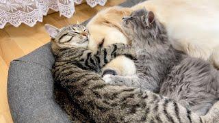 Two Adorable Kittens Love a Golden Retriever Cutest ever