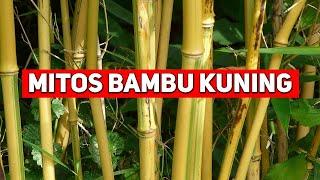 Mitos bambu kuning pengusir makhluk halus dan anti maling