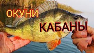 Окуни-кабаны.Микроджиг с Shimano soare bb s700suls 0.4-4гр.Рыбалка на крупного окуня.