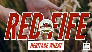 Red Fife Heritage Wheat An Easy Backyard Grain