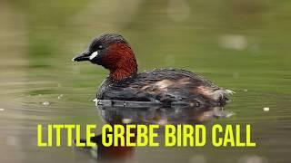 Little Grebe Bird Call