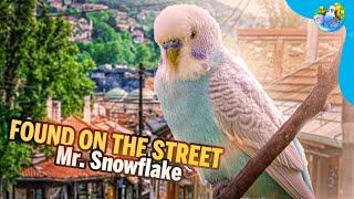 Lost Budgie Returns Home Heartwarming Story of Hope and Reunion Mr.Snowflakes Tale