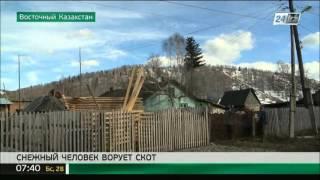 В ВКО снежный человек ворует скот