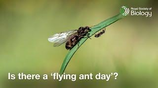 Is there a flying ant day?  Professor Adam Hart
