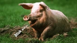 pig sounds effect - voie of animal