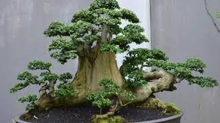 Kumpulan bonsai serut inspirasi