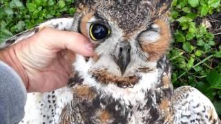 Hawk Kills A Great Horned Owl