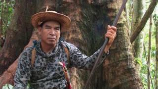 The Forbidden forests of the Dayak Borneo Indonesia