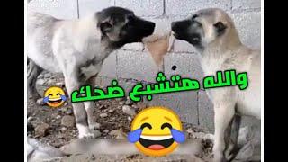 ههههه  والله اعدك ان تشبع ضحك من قلبك  #ضحك #مقالب