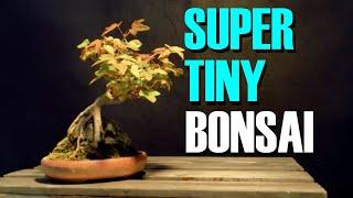 Tiny Mame Bonsai Magic Super Cute Tiny Bonsai