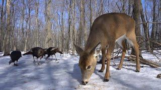 Wild Deer and Turkeys in the Forest - 10 hours - March 8 2021
