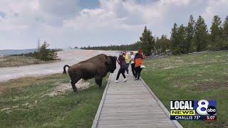 Woman nearly gored by bison