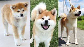 Funny and Cute Akita Dog Compilation In 2022
