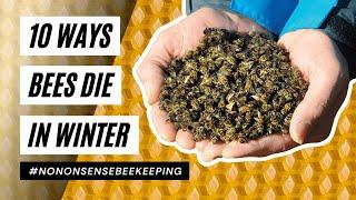 Why Do Bees Die In Winter - How Do Bees Die Over Winter - How to Over Winter Bees