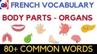 Learn French Vocabulary Body parts & Organs