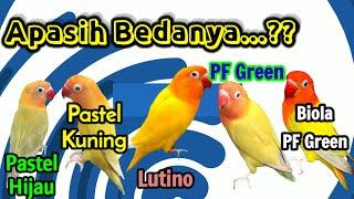 Perbedaan lovebird pf green dengan biola pf green pastel ijo pastel kuning dan lutino.