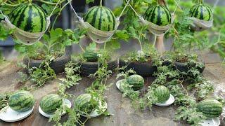Creativity Growing watermelon hanging hammock for beginners Fruit is big and sweet