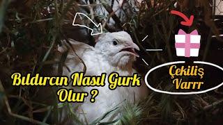 BILDIRCIN NASIL GURK OLUR ? UKRAYNAM GURK OLDU  ÇEKİLİŞ VARRR 