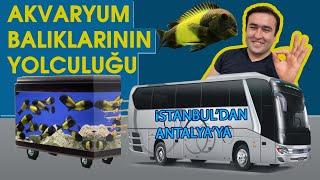 AKVARYUMA İSTANBULDAN ANTALYA YA  BALIK TAŞIDIK. Akvaryum balıklarının yolculuğu