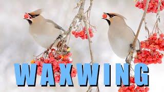 BOHEMIAN WAXWING birds and rowan berries in winter. Merry Christmas and Happy New Year