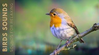 Relaxing Bird Sounds - Birds Singing in the Forest Nature Sounds Stress Relief No Music