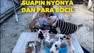 ANAK KUCING TANPA INDUKMEREKA JUGA BUTUH TEMPAT TINGGAL