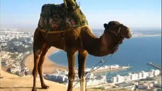 Армянские Частушки - на горе стоит верблюд #2