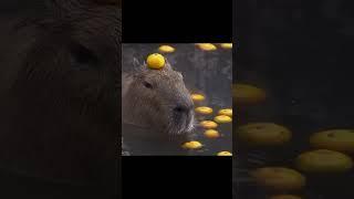 капибара криминал #capybara #memes #капибара #shorts