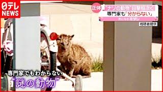 【正体は？】ナゾの動物住宅街で目撃相次ぐ  専門家も「わからない」