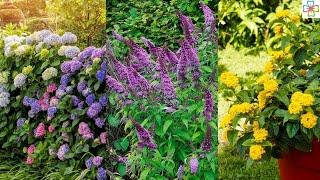 20 Shrubs that Bloom All Year  Year Round Shrubs According to Season