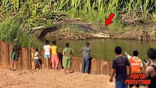 Sering Memangsa Manusia Warga Sekampung Gempar Melihat Penampakan Buaya Raksasa Penunggu Sungai