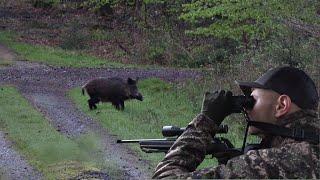 Saujagd  Schwarzwild auf dem Rückwechsel - Jagdkrone