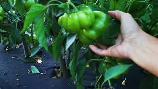 огород. помидоры и перцы на агроволокне