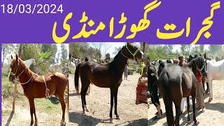 Gujarat horse market 18 Mar 2024janwarmandi pkshazar Riaz official