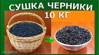 Сушка черники – 10 кг.