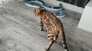 Bengal Katze