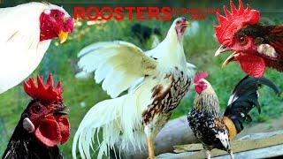 THE BIG ROOSTERS CROWING COMPILATION with Ayam Serama Bantam Cemani Polish and Yokohama chicken