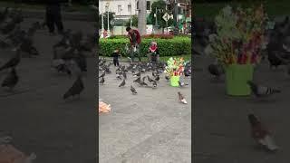 #short the smart boy catch the pigeons #catchpigeons #pigeons #kingofpigeon️️️