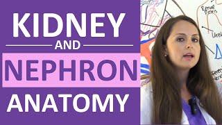 Kidney and Nephron Anatomy Structure Function  Renal Function System