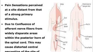 Acute Abdomen  Surgery