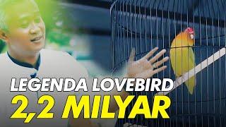 LEGENDA KUSUMO PART#1 Kisah Nyata Sang Legenda Lovebird Seharga 22 Milyar