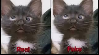 Cat Sound Viral Video  Cute Cat Funny Video    Cat Video