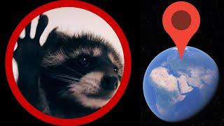 Pedro Pedro Pedro on Google Earth Racoon Meme