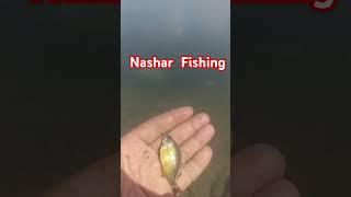 strike ikan kerapu baby langsung release #fishing #mancing #ikan #umpan #kerapu #marlyn #baby #short