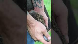 Refreshing his Horseshoe #shorts  #farrier #satisfying #asmr