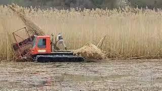 Very long reed harvest